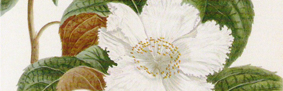 Base Hortus